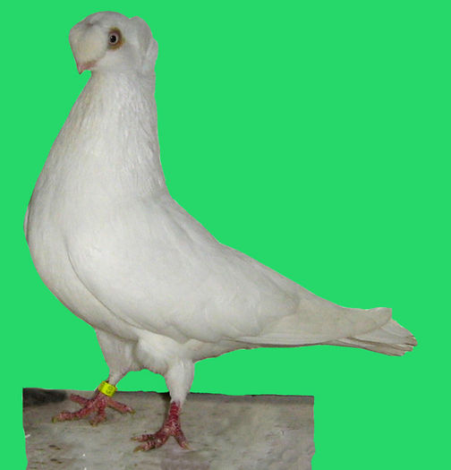 ardelean - 5-Porumbei de ornament