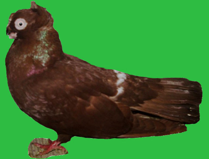 calarasi - 5-Porumbei de ornament
