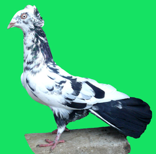 danzig - 5-Porumbei de ornament