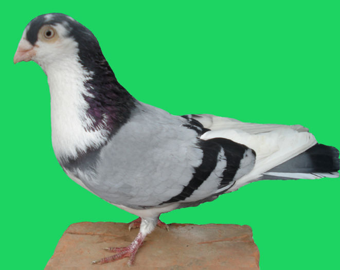 galatean - 5-Porumbei de ornament