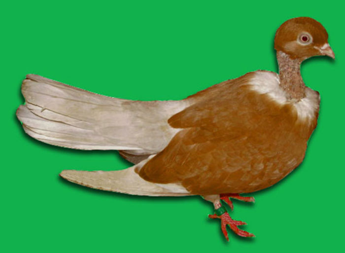 golas - 5-Porumbei de ornament