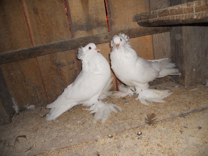 vanduti lui maxim01(Galati)