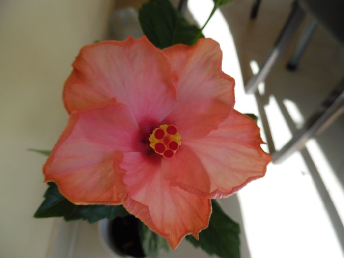 003 - Hibiscus 2015