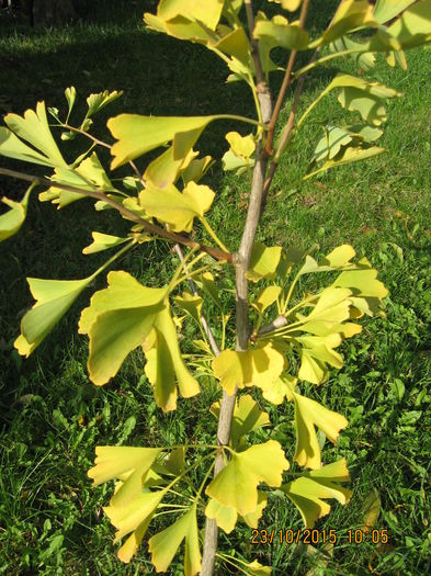 Picture 4973 - Ginkgo Biloba