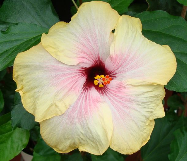 5736-5 Tahiti Orange RedXTahiti Violet Sun