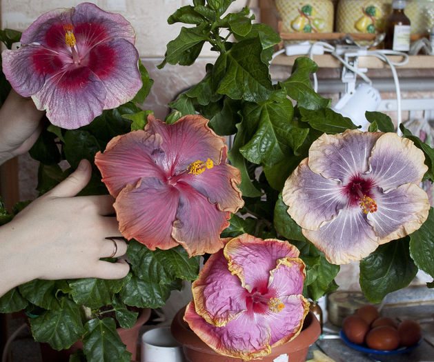 168256148 - HIBI DEOSEBITI din lume adunati