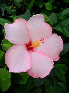 Hibi_Amour - HIBI DEOSEBITI din lume adunati