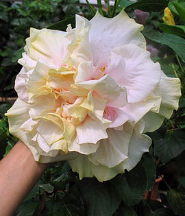 Hibi_Bride__s_Bouquet - HIBI DEOSEBITI din lume adunati