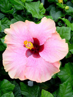 Hibi_Caroline__s_Dream - HIBI DEOSEBITI din lume adunati