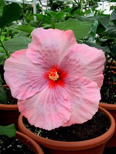 Hibi_Cherubino - HIBI DEOSEBITI din lume adunati