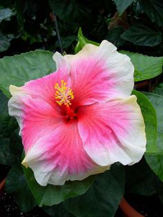 Hibi_Mystic_Pink