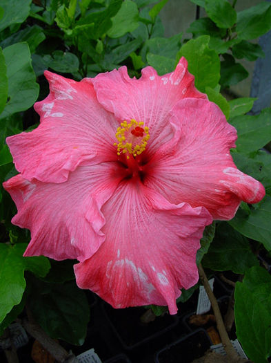 Hibi_Pink_Sensation - HIBI DEOSEBITI din lume adunati