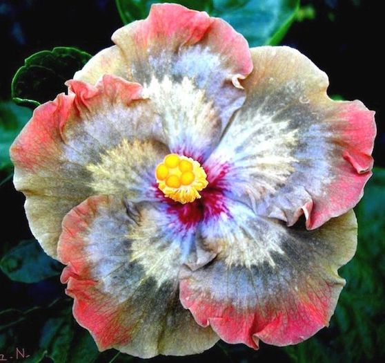 Hibiscus of Moorea Moorea Melissa N. (M. Anastasya x T. Sophistication)