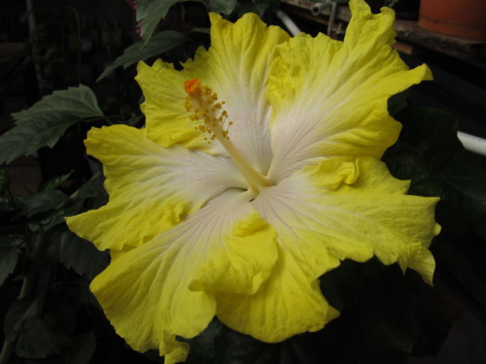 Lemon Chiffon