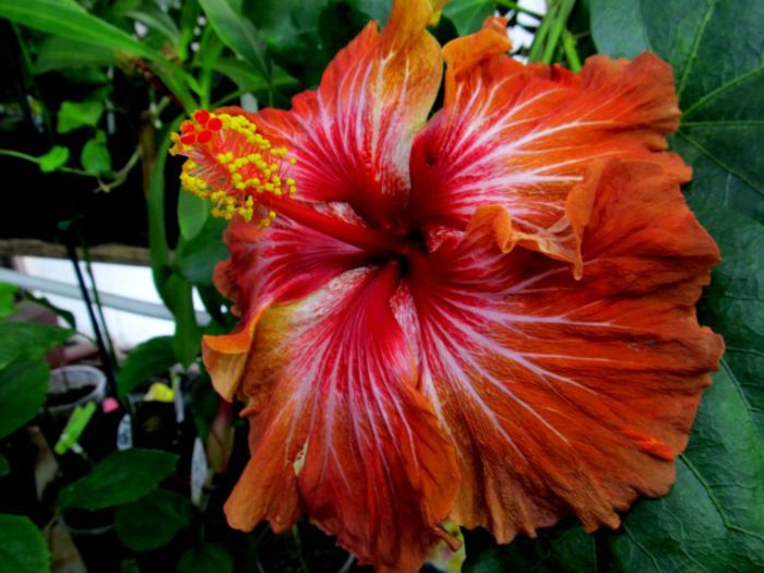 Montezuma