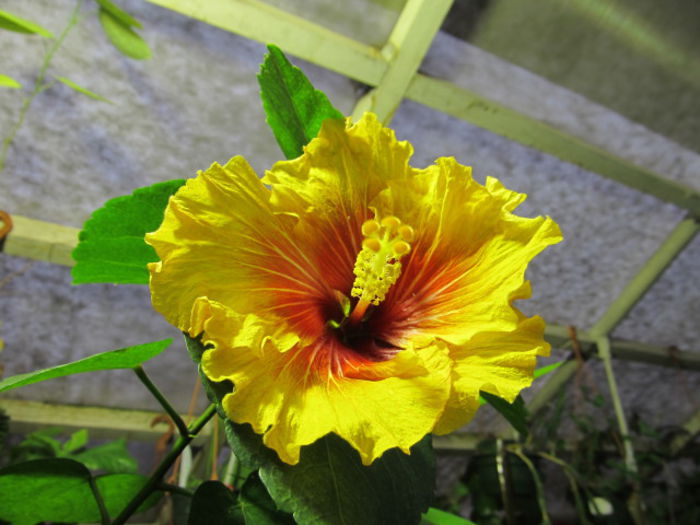 Moorea Amber Stars