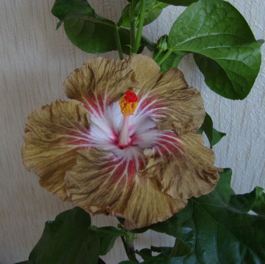 Moorea Constantino Garcia