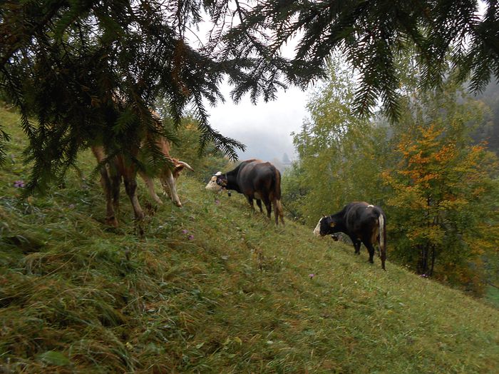 Toamna pe vreme de burnita