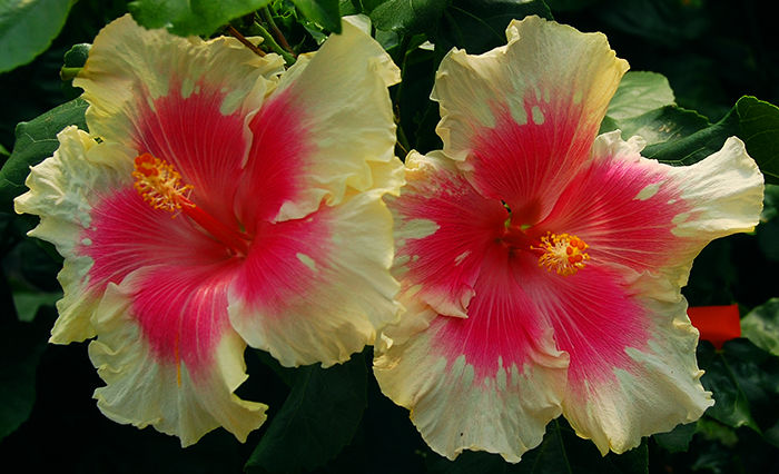 sugarkissestwins - HIBI DEOSEBITI din lume adunati