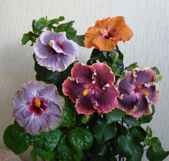 SwgAVCck - HIBI DEOSEBITI din lume adunati