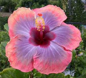 Tahitian_Violet_Sun