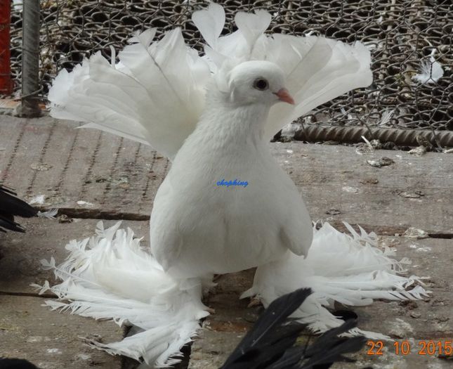 Screenshot - 10_22_2015 , 15_20_42