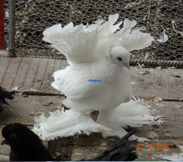 Screenshot - 10_22_2015 , 15_22_01