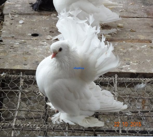 Screenshot - 10_22_2015 , 15_23_09