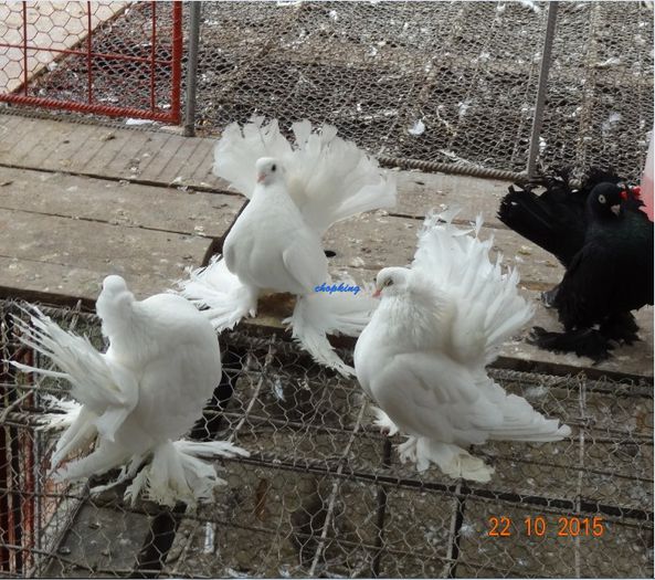 Screenshot - 10_22_2015 , 15_25_06