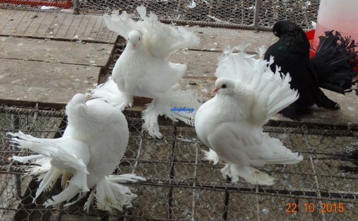 Screenshot - 10_22_2015 , 16_49_26