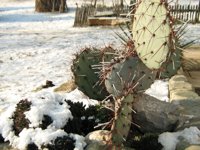 IMG_0043; Sempervivum ,,la congelat " si o Opuntia care din pacate nu a rezistat gerurilor mioritice.

