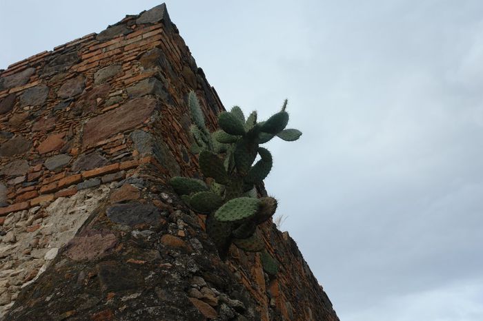 opuntia pe  zid ,   SAN MIGUEL DE ALLAENDE GUANAJUATO MEXIC - cactusii mei