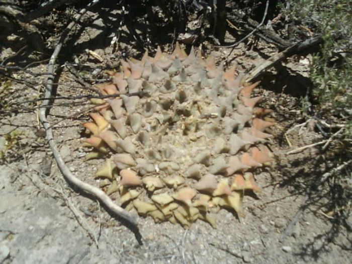 ARIOCARPUS , CATORCE , SAN LUIS POTOSI , MEXIC - cactusii mei