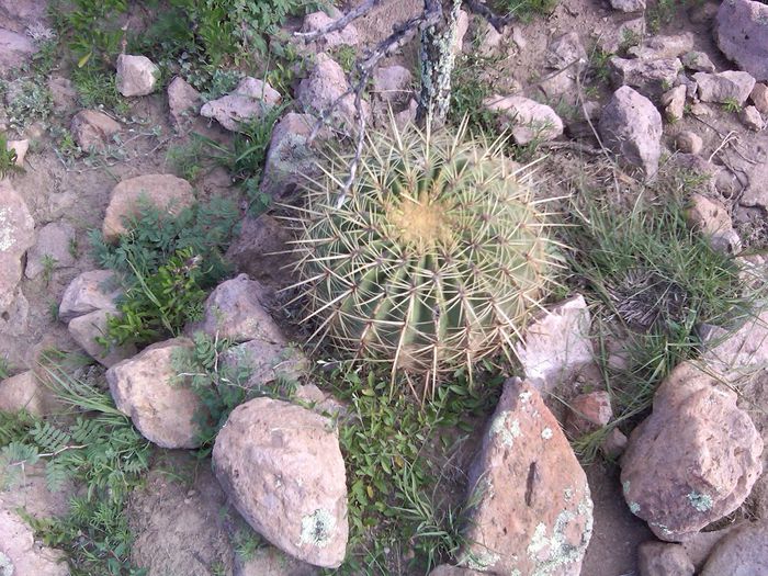 OJOCALIENTE , ZACATECAS , MEXIC  FEROCACTUS