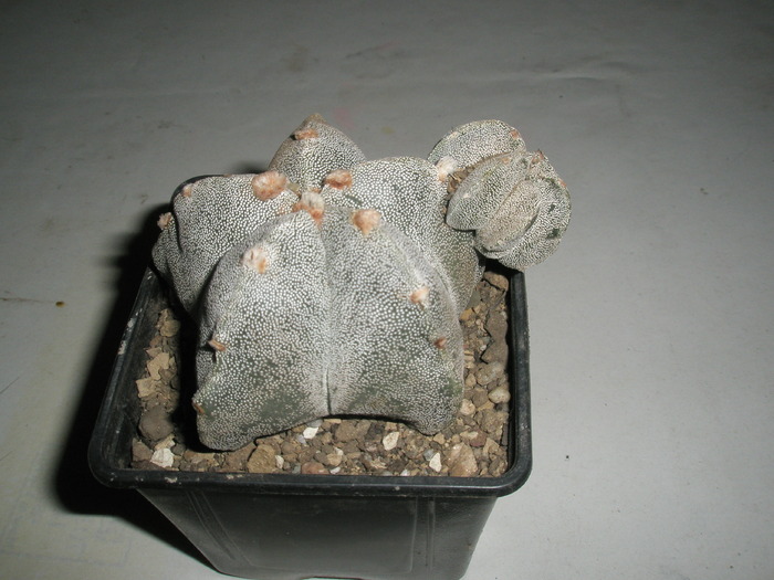 Astrophytum myriostigma - 04.02 - Achizitii 2010