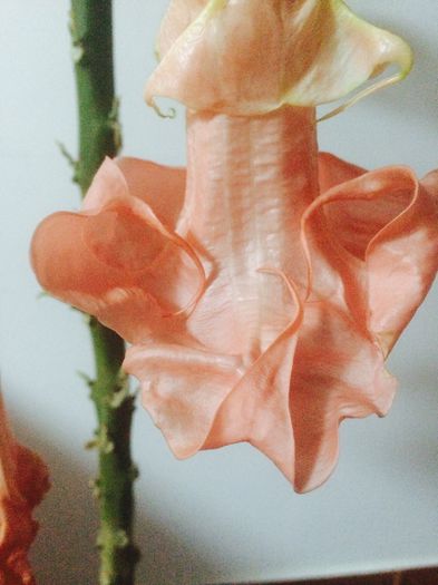 image - Datura Pink Perfection