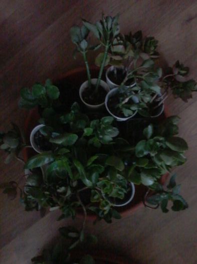 20151024_091446 - cresa de Kalanchoe