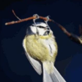 13563_26b7ab93827dc35f91c3b9e626f9a6a4_mdsq - BIRDS