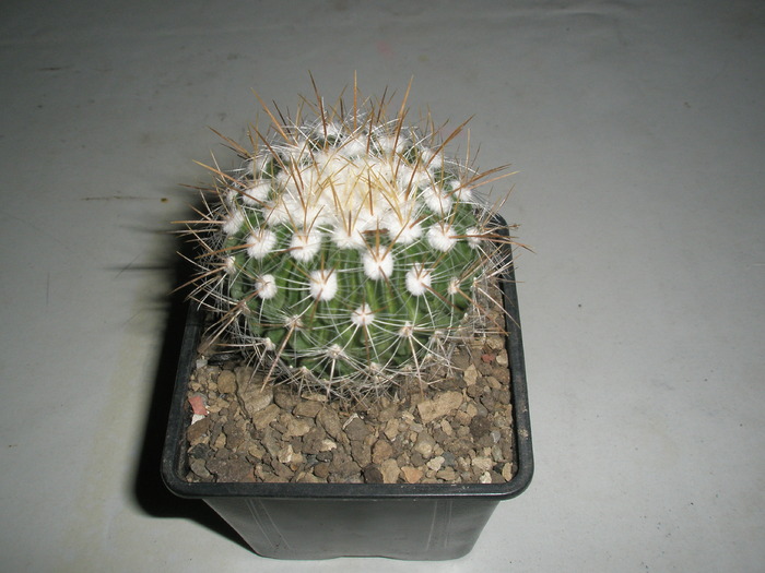 Echinofossulocactus - 04.02 - Achizitii 2010