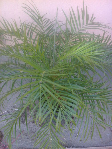 P5-PHOENIX ROEBELENII 7ani