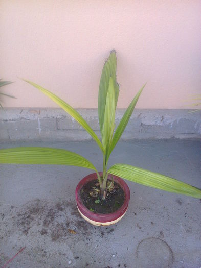 P8-PALMIER COCOS 3ani