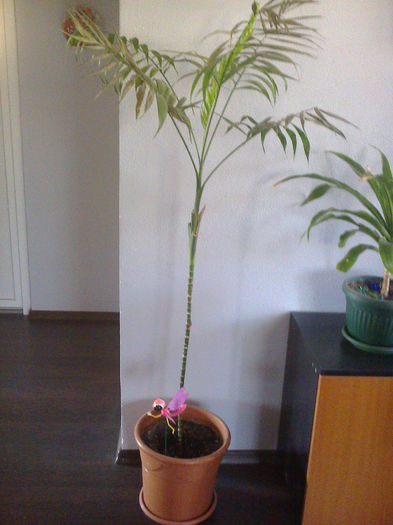 P17-CHAMAEDOREA ELEGANS 12 ani