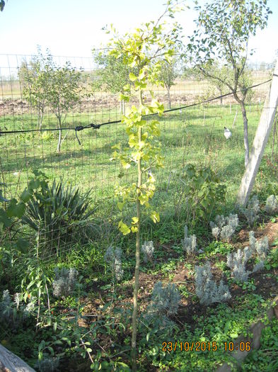 Gingo biloba si lavanda - Ginkgo Biloba