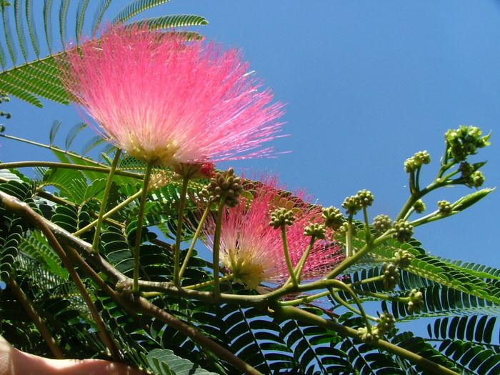 Floare albizia julibrissin - poza net - VANDUT-Albizia julibrissin de vanzare 2015