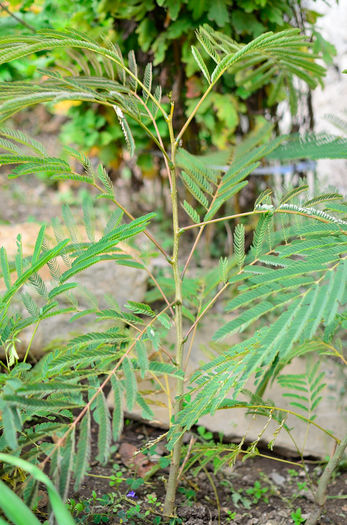 Albizia julibrissin 1 - 15 lei - inaltime 45-50 cm - VANDUT-Albizia julibrissin de vanzare 2015