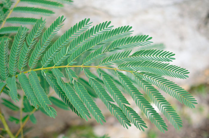 Albizia julibrissin - VANDUT-Albizia julibrissin de vanzare 2015