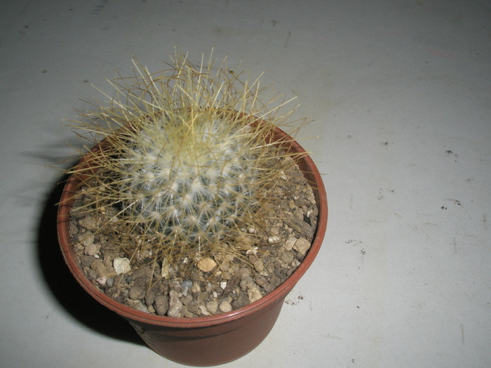 Mammillaria rekoi v. leptacantha - 04.02 - Achizitii 2010