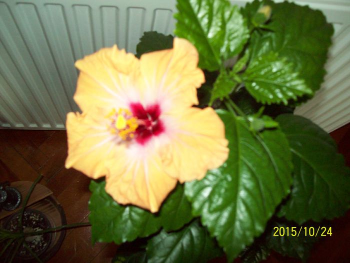 103_5352 - Hibiscusi 2015