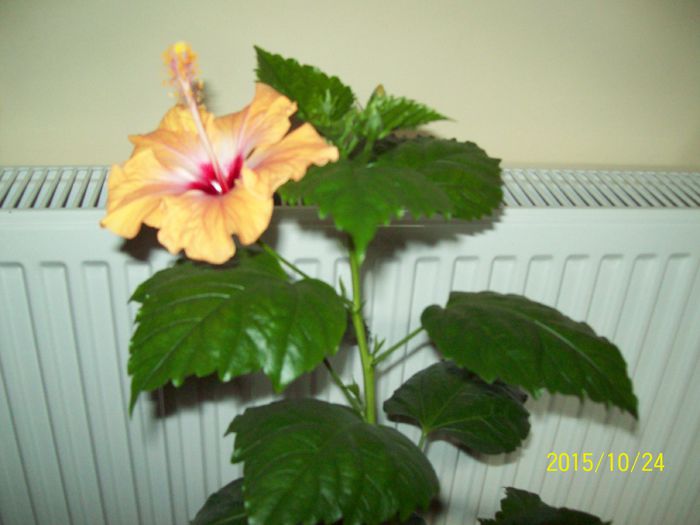 103_5348 - Hibiscusi 2015