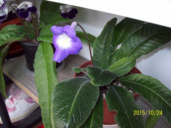 103_5362 - Strptocarpusi